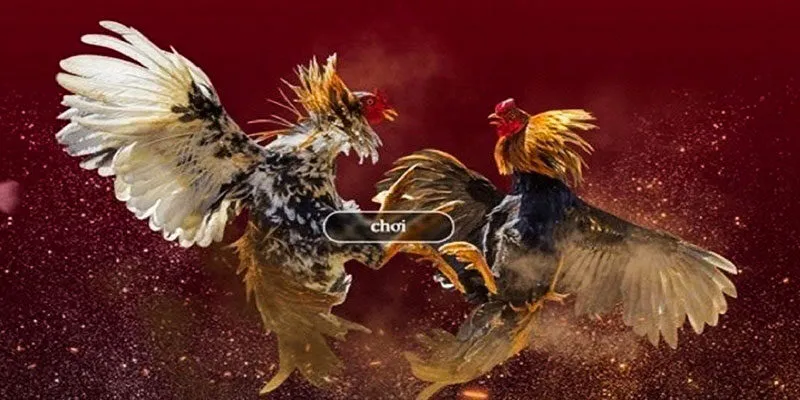 Giới thiệu sơ lược về đá gà Winbet