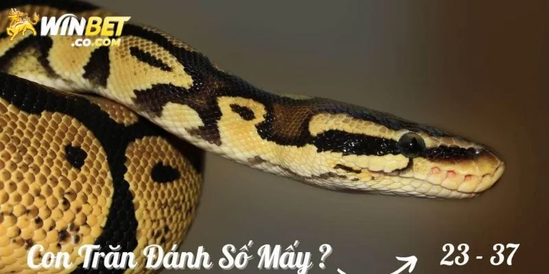 Giải mã chi tiết mơ thấy trăn và con số may mắn