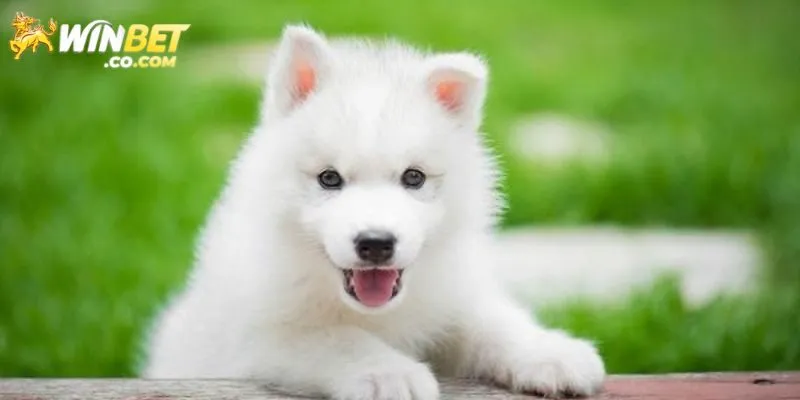 Mơ Thấy Chó Đánh Con Gì Thắng Đẫm? - Giải Mã Từ Winbet